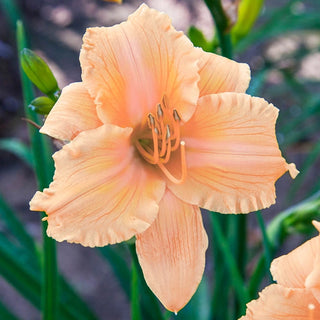Most Popular Reblooming Collection Daylily