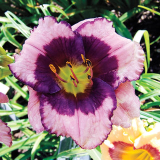 Most Popular Reblooming Collection Daylily