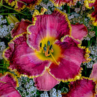 Most Popular Reblooming Collection Daylily