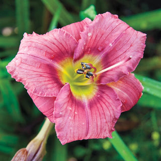 Most Popular Reblooming Collection Daylily