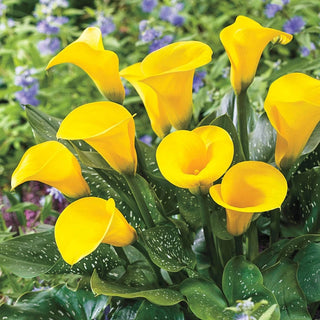 Callaco Buy Calla Lily Collection | Spring Planted Bulbs | Breck's