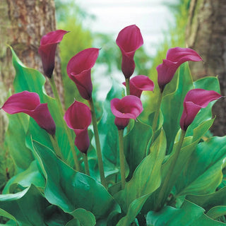 Callaco Buy Calla Lily Collection | Spring Planted Bulbs | Breck's