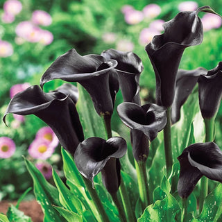 Callaco Buy Calla Lily Collection | Spring Planted Bulbs | Breck's