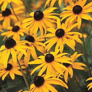 Goldsturm Black-Eyed Susan