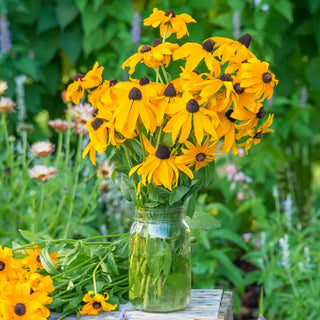 Goldsturm Black-Eyed Susan