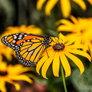 Goldsturm Black-Eyed Susan