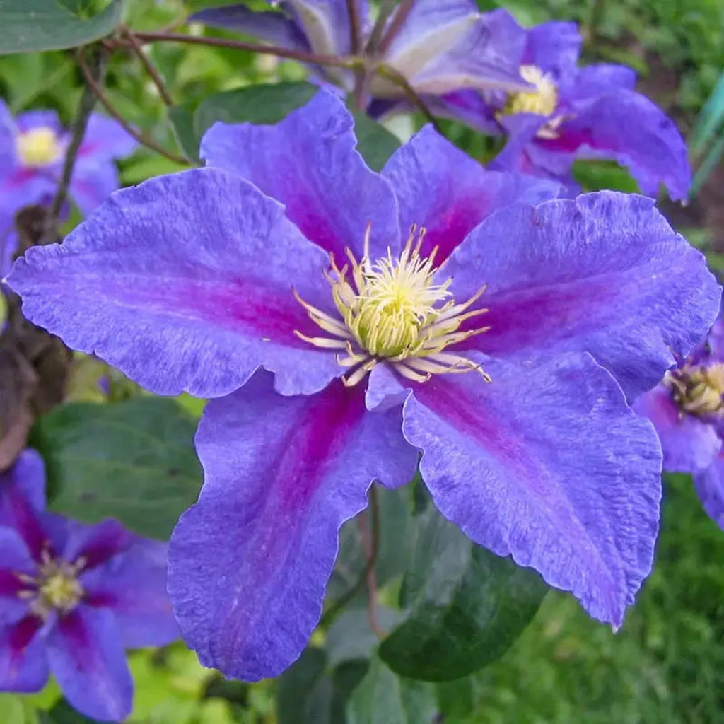 Ristimagi Clematis | Hardy Sun Perennials | Shop Breck’s