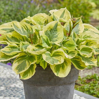 Paisley Border Hosta