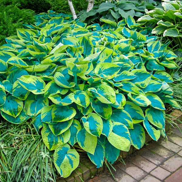 tobacco road hosta Tokudama flavocircinalis Hosta | Shade Perennials