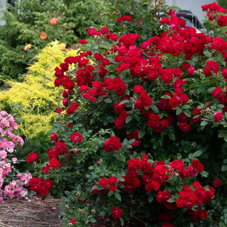 Buy Oh My Floribunda Rose | Rose Bushes & Plants | Breck's – Brecks