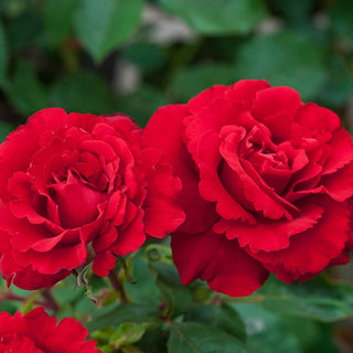 Oh My!® Floribunda Rose