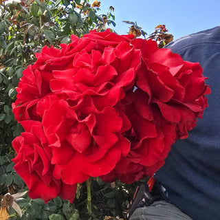 Oh My!® Floribunda Rose