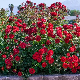 Oh My!® Floribunda Rose