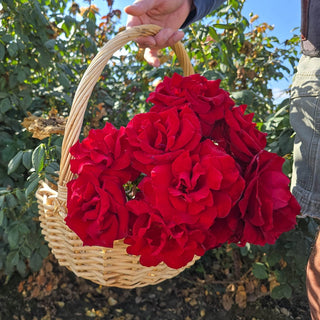 Oh My!® Floribunda Rose