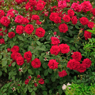 Oh My!® Floribunda Rose