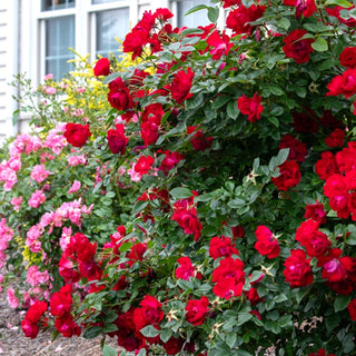 Oh My!® Floribunda Rose