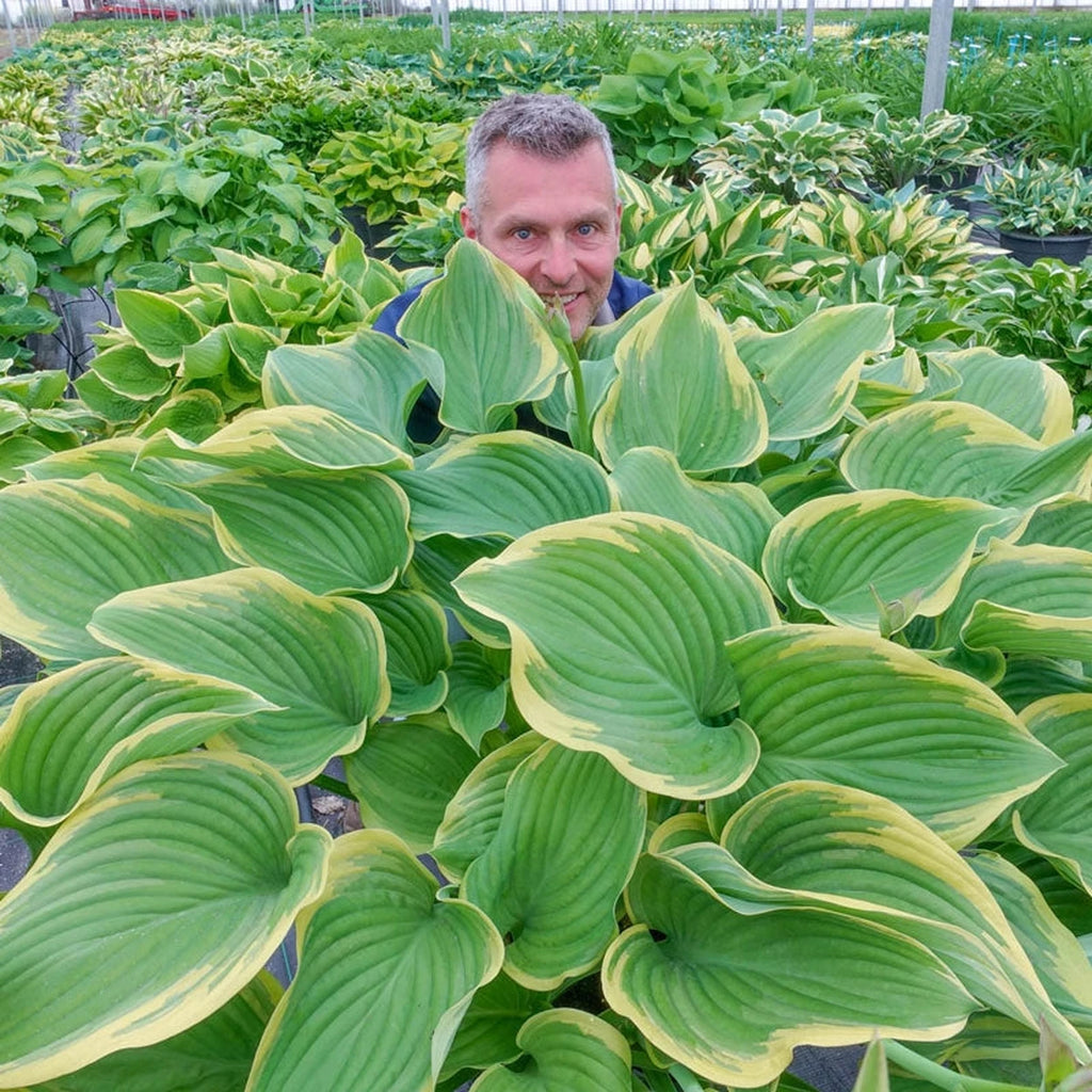 Victory Hosta | Save on Shade Perennials | Shop Brecks