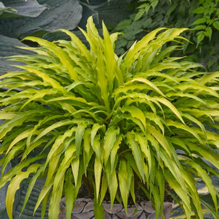 Curly Fries Hosta