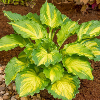 Hosta Ruggels Hostas for Sale | Growing & Care Tips For Hosta Plants | Breck's