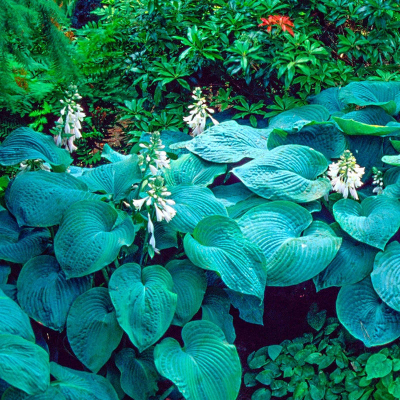 Sieboldiana Elegans Hosta – Brecks