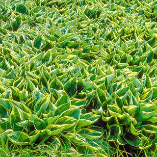 Aureomarginata Hosta