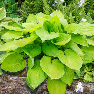 Ki-renjyaku Hosta