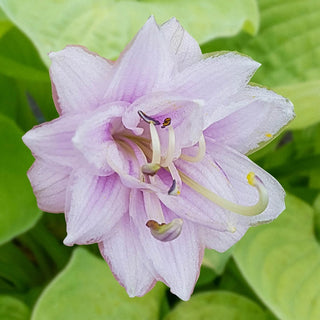 Ki-renjyaku Hosta