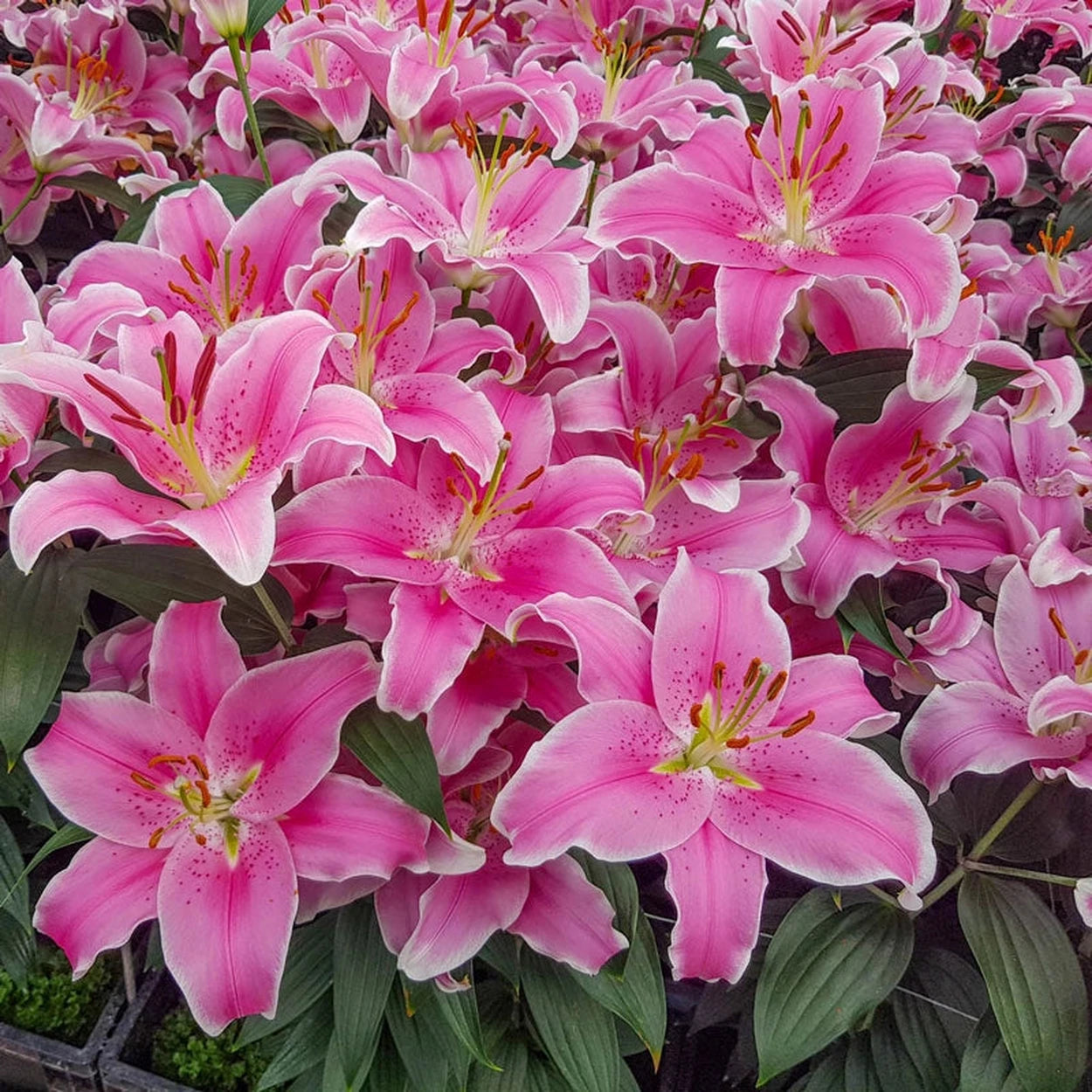 sorbonne lily flower Sorbonne Lily