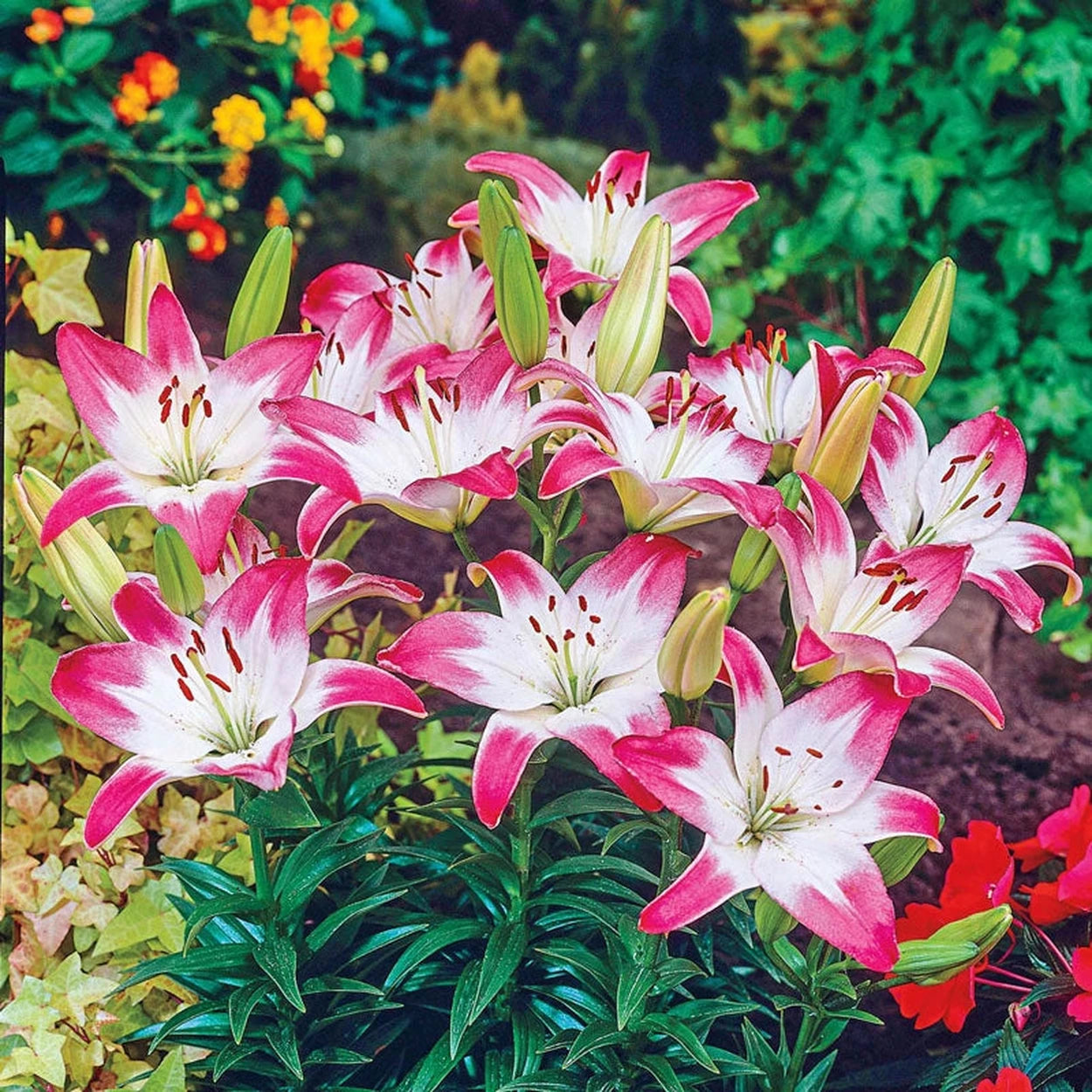 asiatic lily lollipop Lollypop Lily