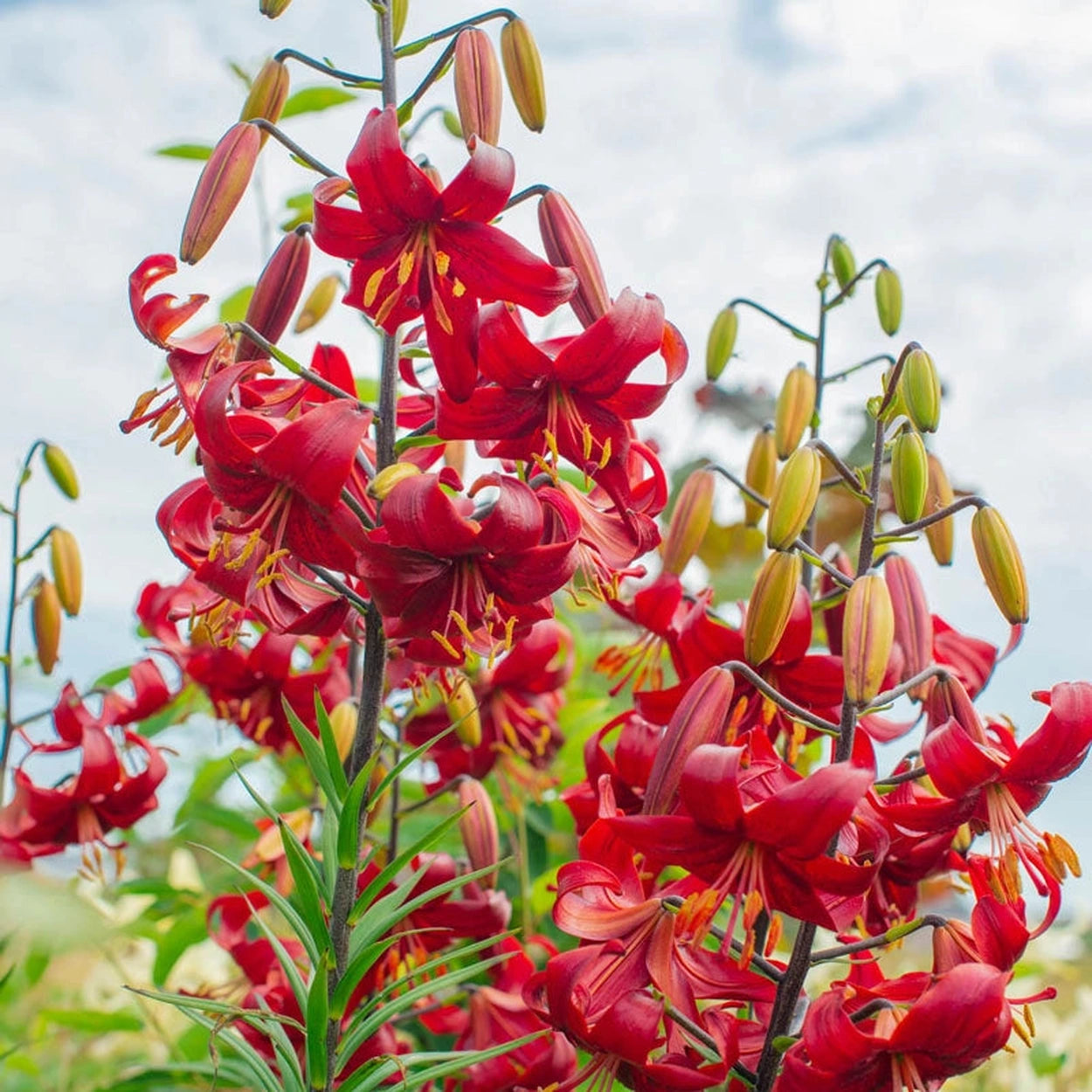 red velvet tiger lily Red Velvet Lily