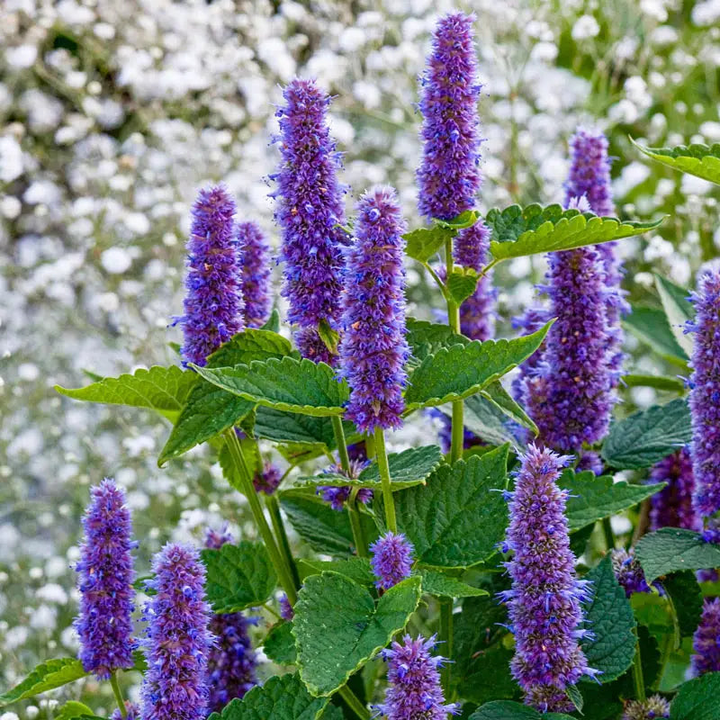 Blue Fortune Anise Hyssop - 1 per Package | Blue | Agastache 'Blue Fortune' | Zone 4-9 | Spring Planting | Sun Perennials