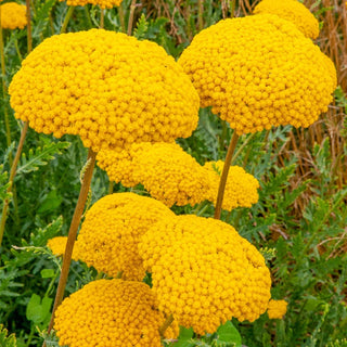 Parker Variety Yarrow