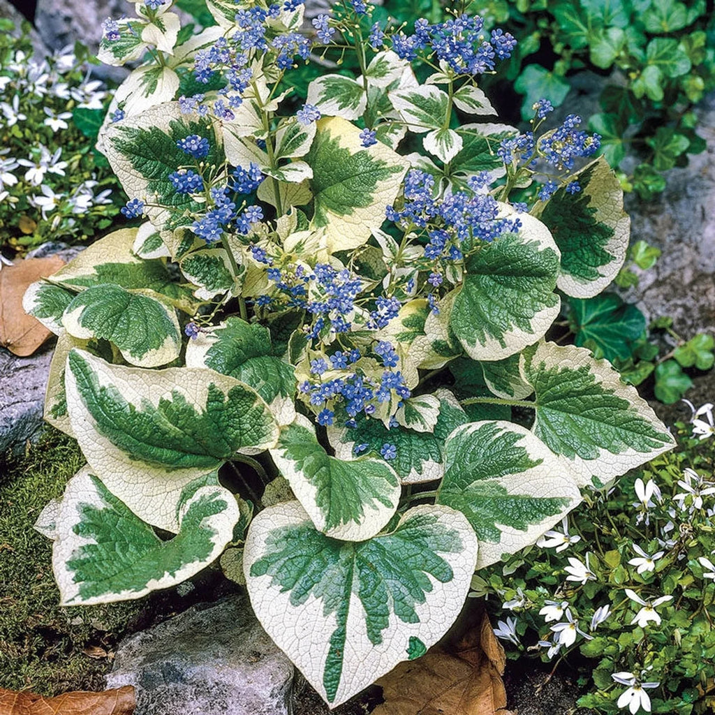 Buy Variegata Siberian Bugloss | Shade Perennials | Breck's