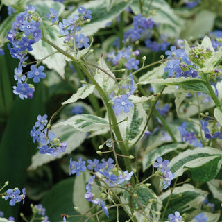 Variegata Siberian Bugloss
