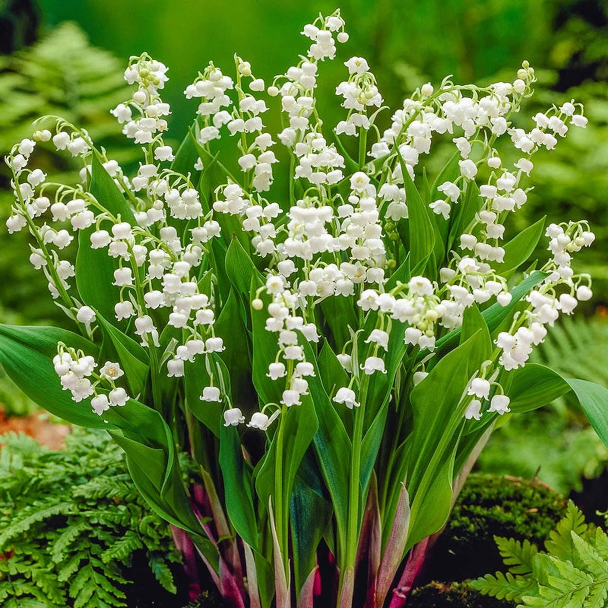 white flower similar to lily of the valley Bridal Choice Lily-of-the-Valley