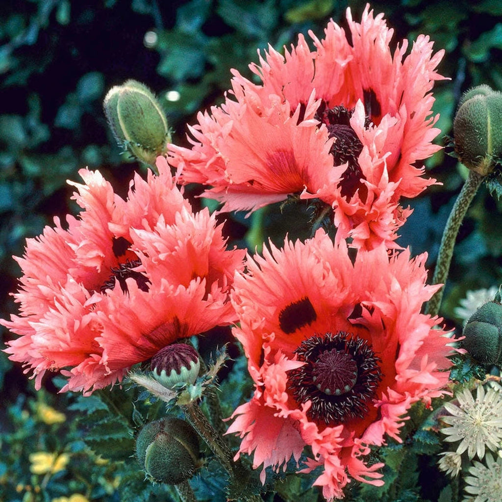 Buy Pink Ruffles Oriental Poppy | Sun Perennials | Breck's