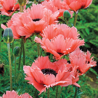Pink Ruffles Oriental Poppy