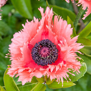 Pink Ruffles Oriental Poppy