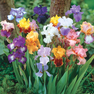 Tall Reblooming Bearded Iris Mixture