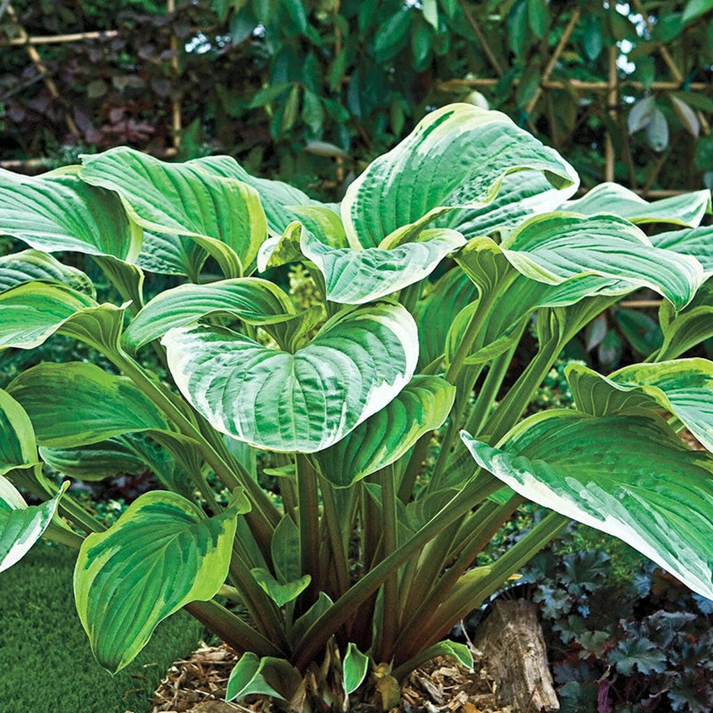 Magic Fire Hosta Shop Fragrant Fire Hosta | Breck's