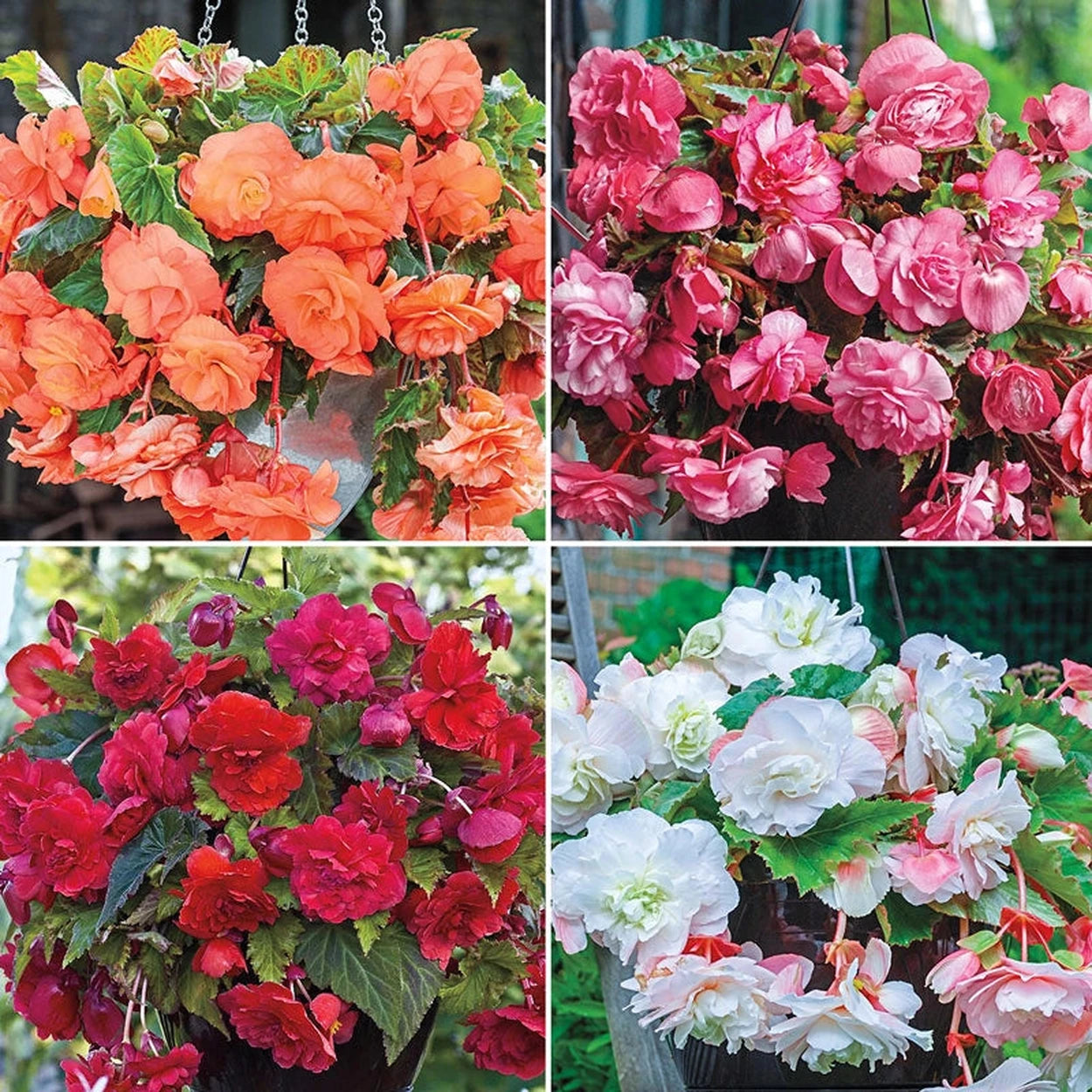 b and q plants for hanging baskets Hanging Basket Begonia Collection | Summer Bulbs