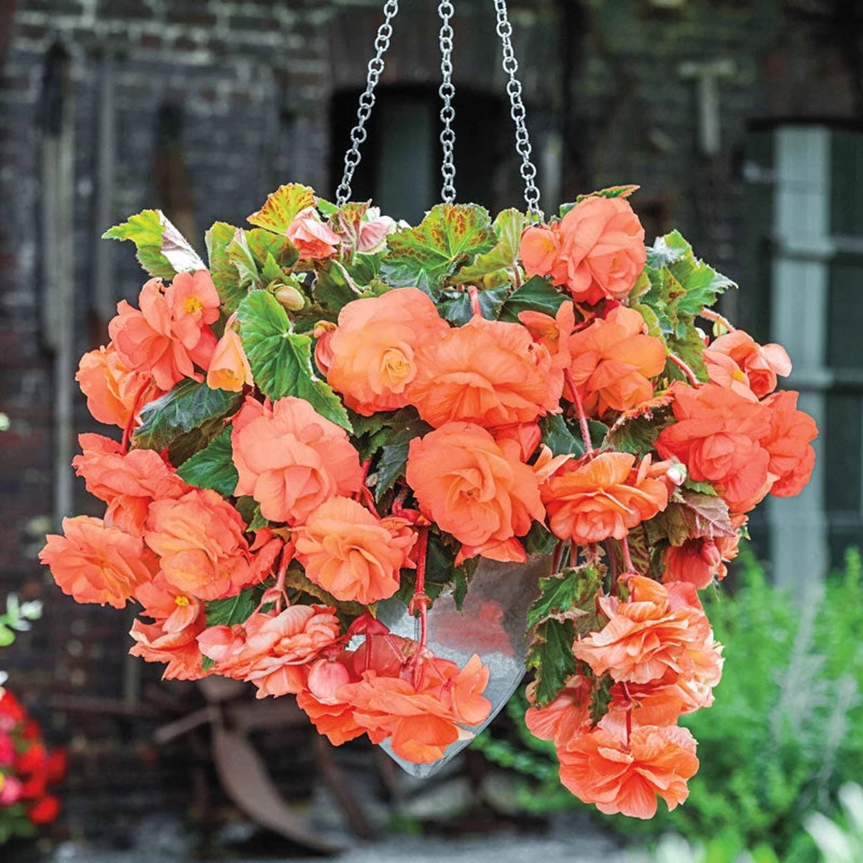 planting tuberous begonias in hanging baskets Hanging Basket Begonia Collection