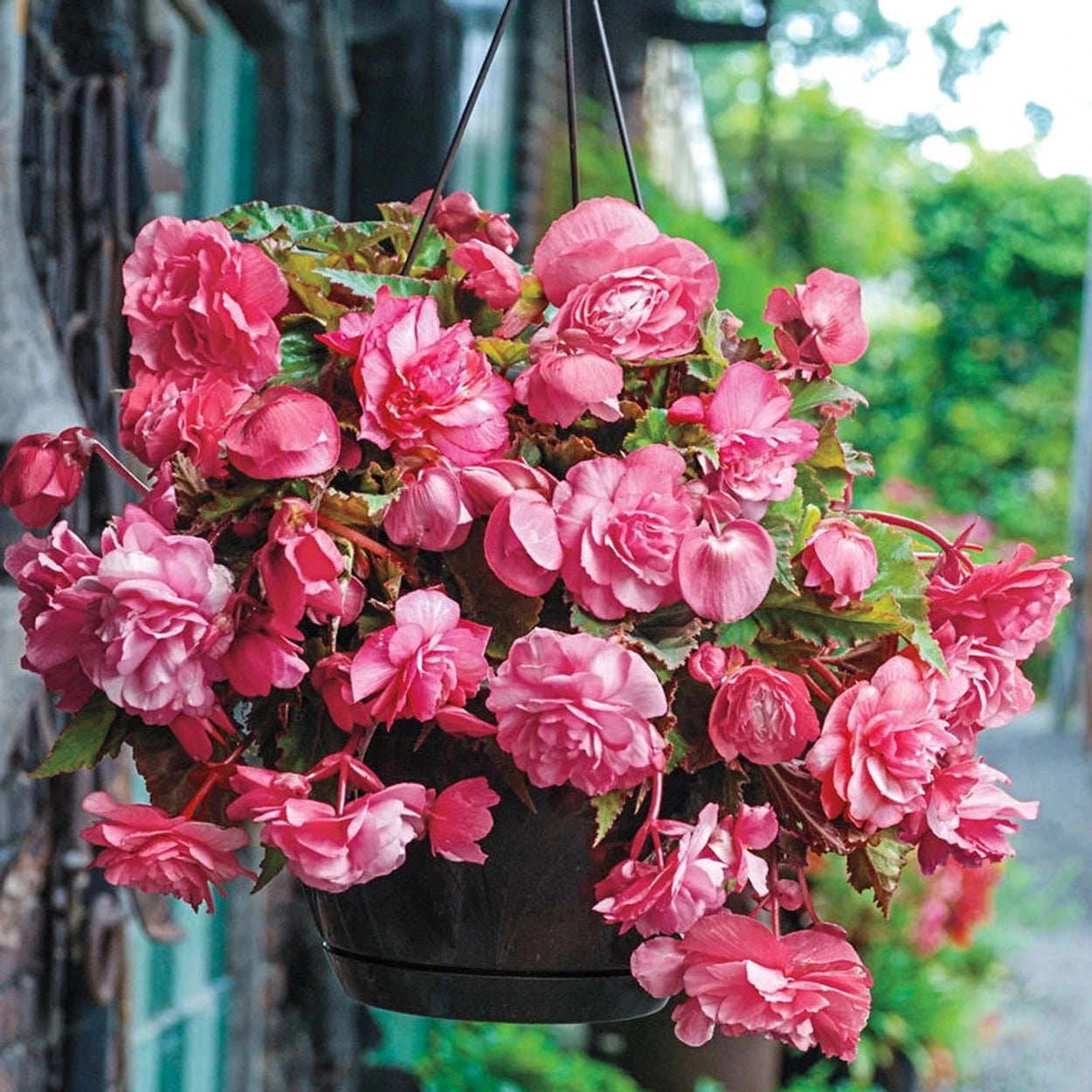 planting begonia hanging baskets Hanging Basket Begonia Collection