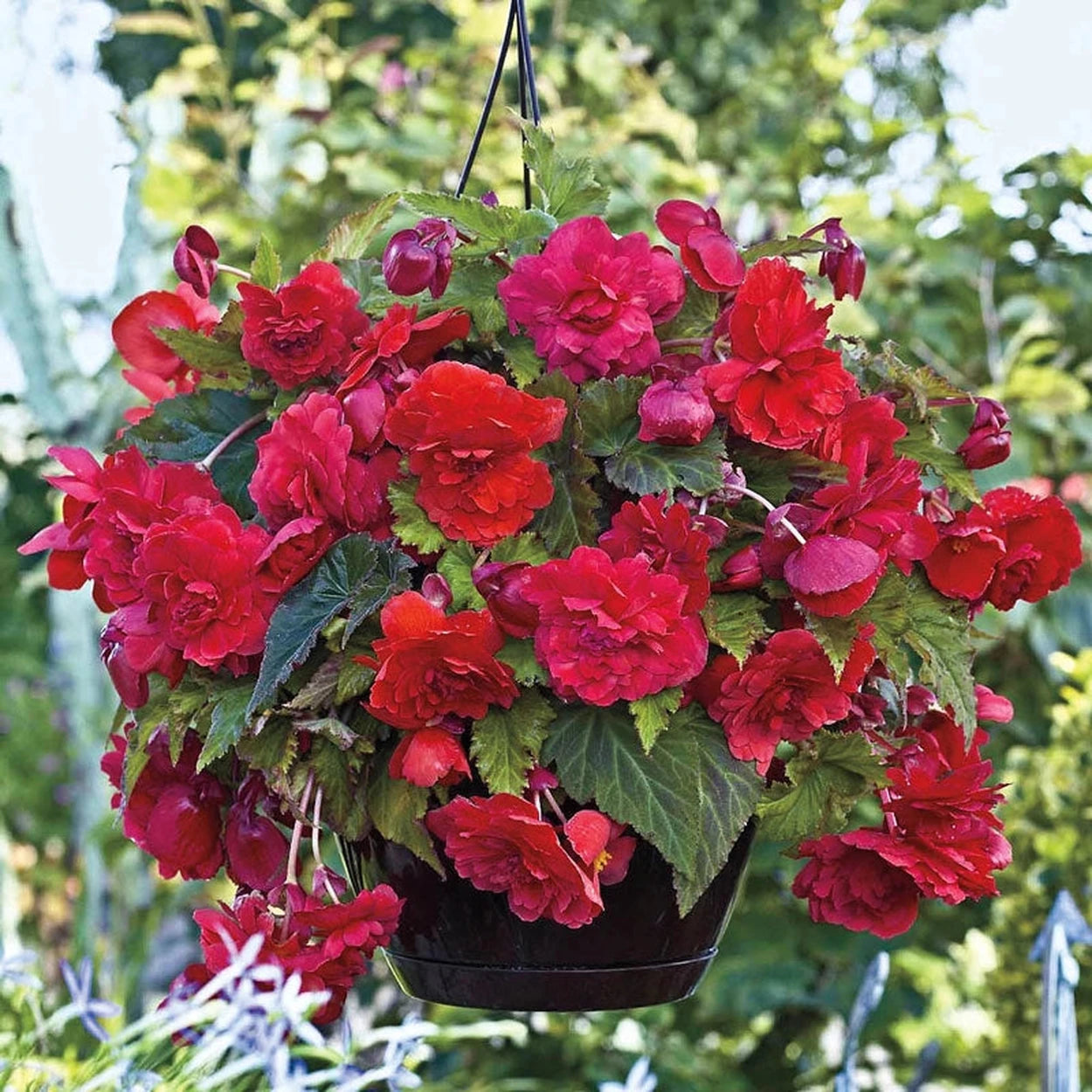 planting tuberous begonias in hanging baskets Hanging Basket Begonia Collection