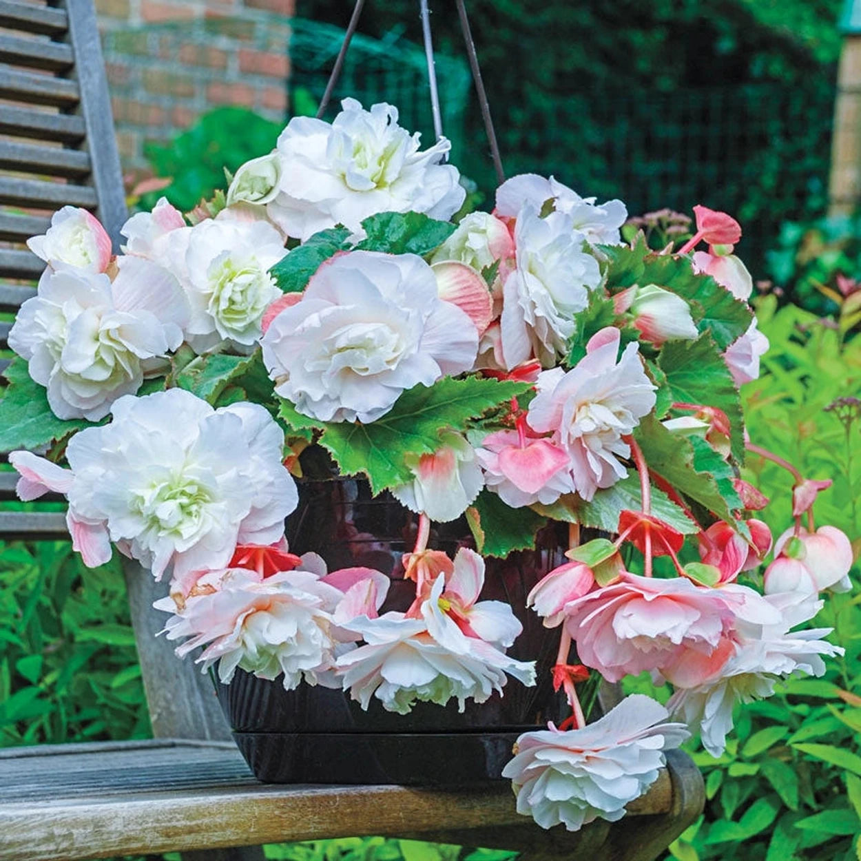 begonia plants in hanging baskets Hanging Basket Begonia Collection
