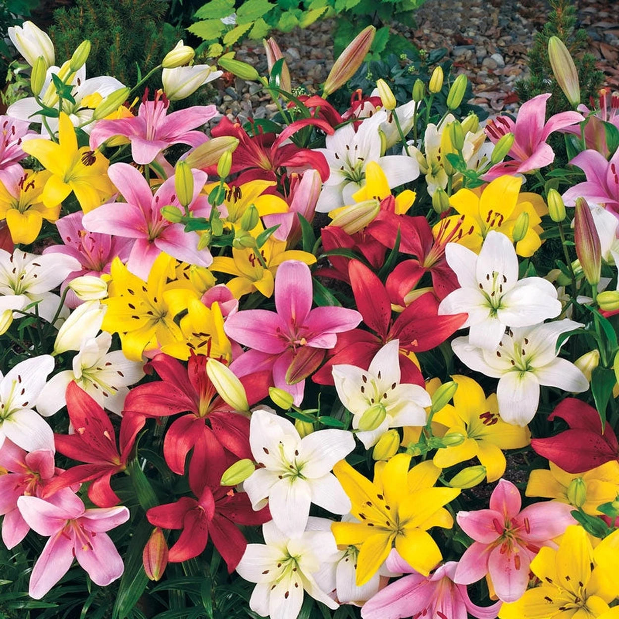 asiatic border lilies Carpet Border Lily™ Collection