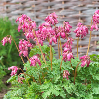 Luxuriant Fernleaf Bleeding Heart