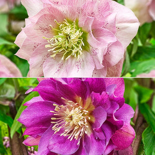 Twice As Nice Wow Hellebore Collection