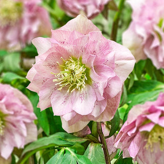 Twice As Nice Wow Hellebore Collection