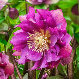 Twice As Nice Wow Hellebore Collection